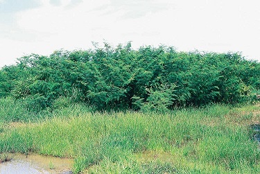 See diagram: Mimosa bush, infestation