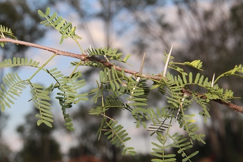 See diagram: Mimosa bush, leaves and spikes