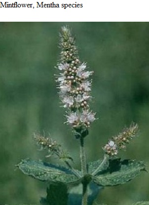 See diagram: Mint flower, Mentha species