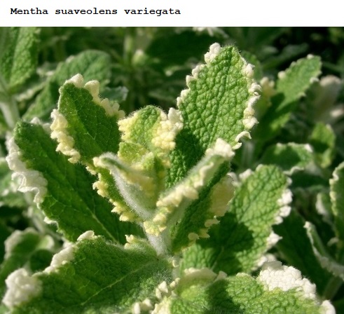 See diagram: (Mentha suaveolens variegata), Apple mint, Pineapple mint