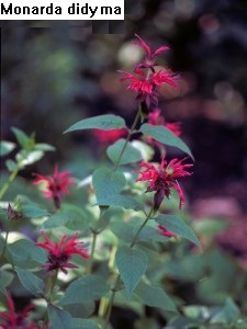 Bergamot, Mudbrick Herb Cottage