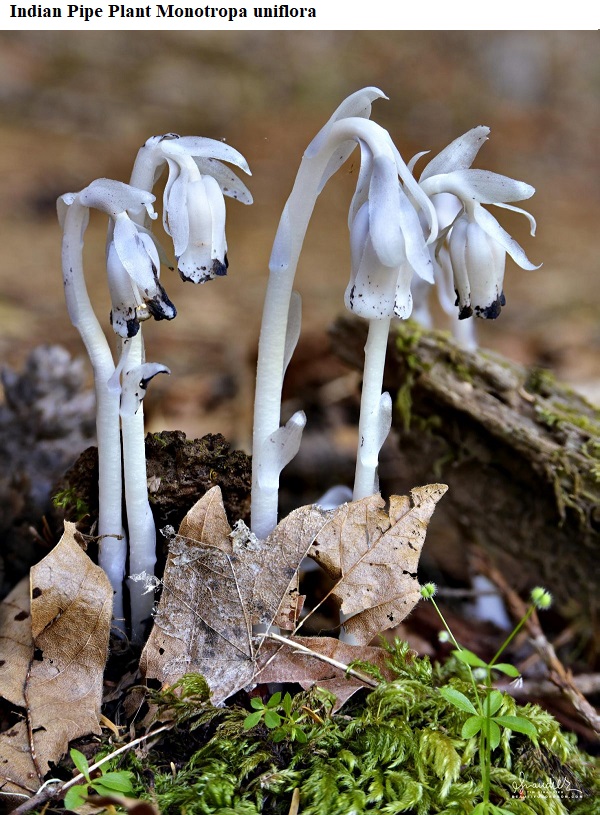 See diagram: Indian pipe plant