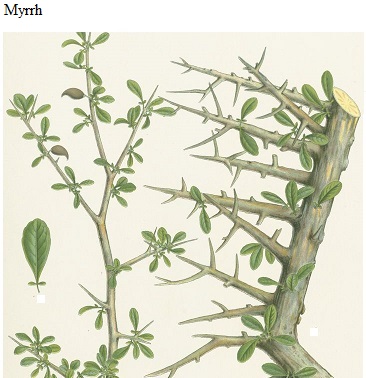 See diagram: Myrrh, (Kew Gardens)