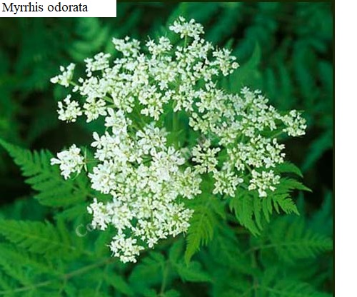 See diagram: (Myrrhis odorata)