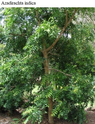 See diagram: Neem tree