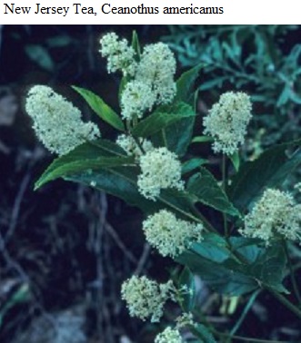 See diagram: Ceanothus americanus.