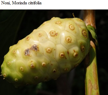 See diagram: Noni, (Morinda citrifolia)