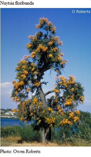 See diagram: (Nuytsia floribunda)