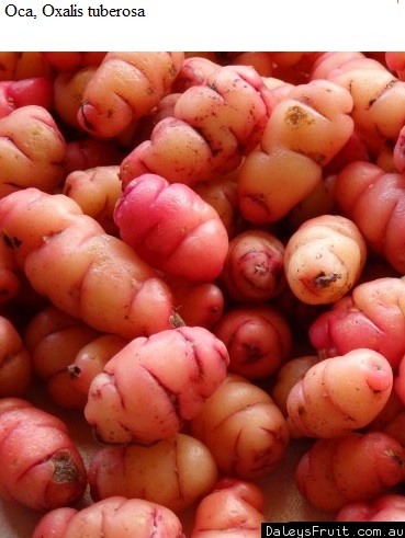 See diagram: Oca, (Oxalis tuberosa)