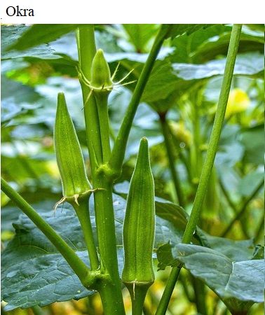 See diagram: Okra