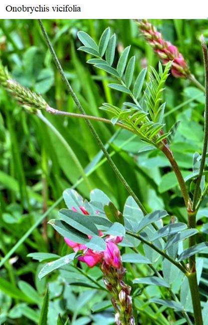 See diagram: (Onobrychis vicifolia)