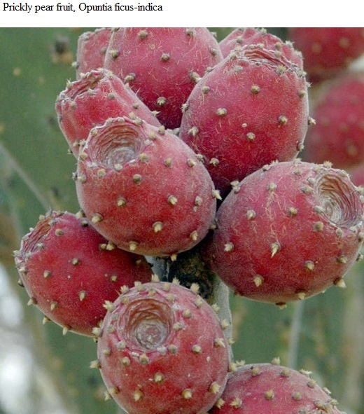 See diagram: Prickly pear fruit, (Opuntia ficus-indica)