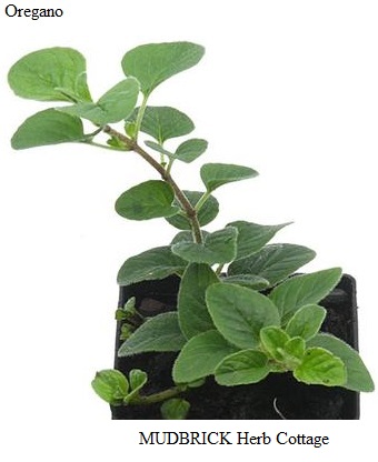 See diagram: Oregano