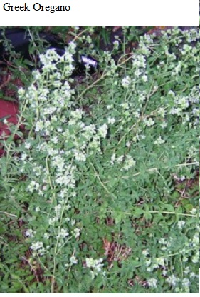 See diagram: Greek oregano