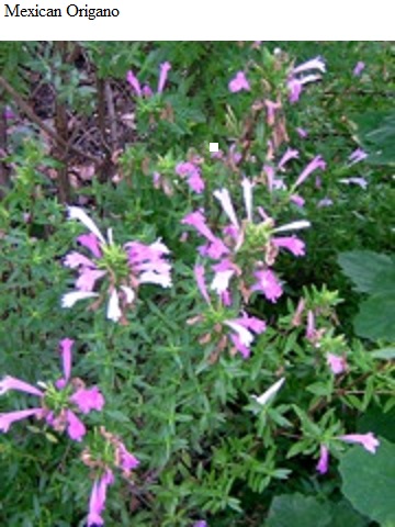 See diagram: Mexican oregano