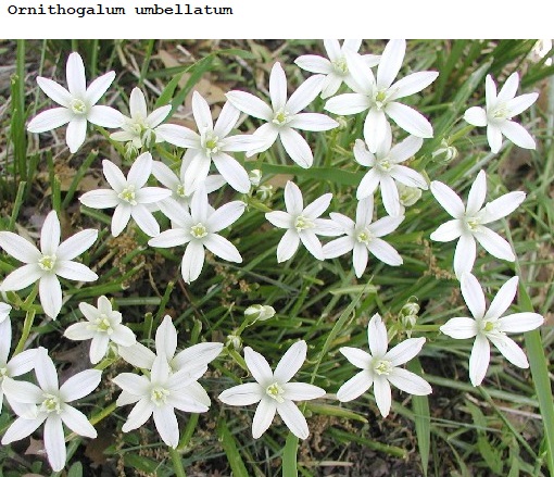 See diagram: (Ornithogalum umbellatum)