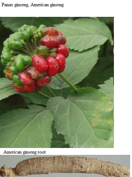 See diagram: (Panax ginseng), American ginseng American ginsen root