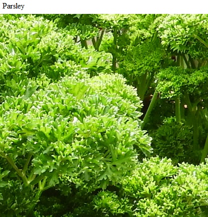 See diagram: Parsley