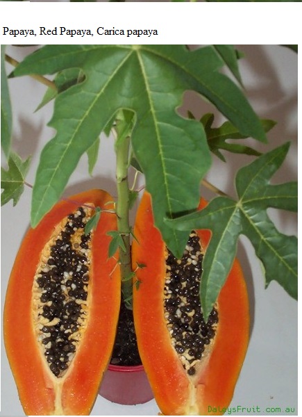 See diagram Pawpawred: Red papaya
