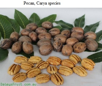 See diagram: Pecan.