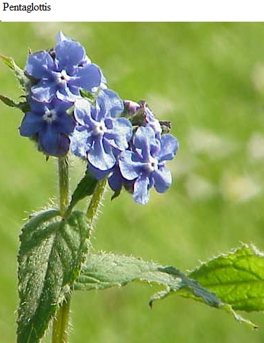See diagram: Pentaglottis