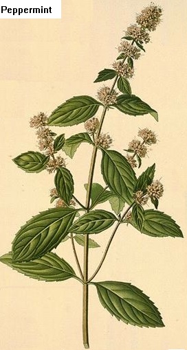 See diagram: Peppermint