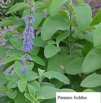See diagram: (Peumus boldus)