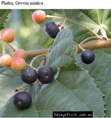See diagram: Phalsa, (Grewia asiatica)