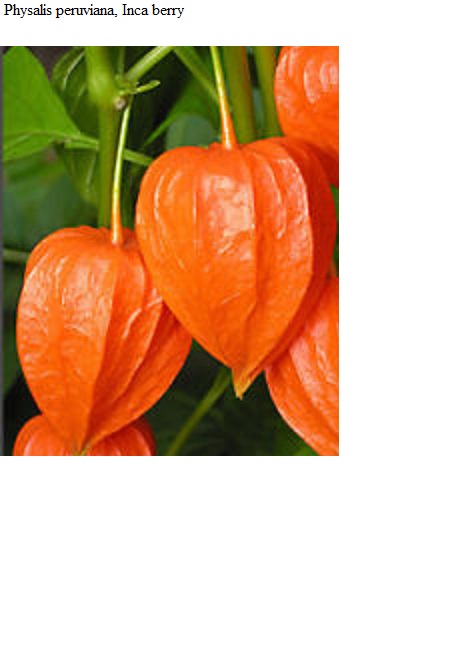 See diagram: (Physalis peruviana), Inca berry