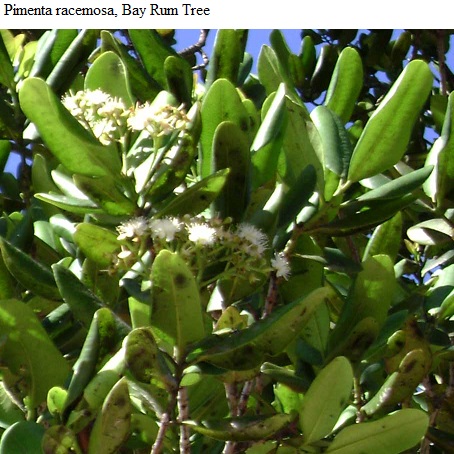 See diagram: (Pimenta racemosa), Bay rum tree