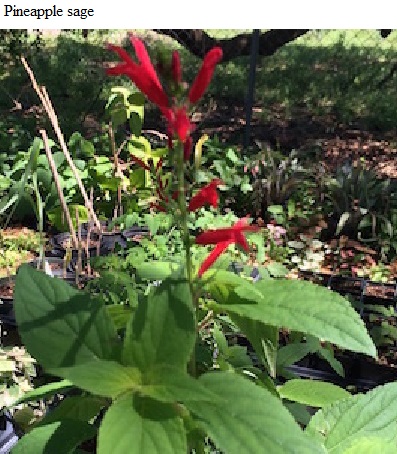See diagram: Pineapple sage