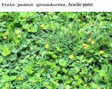 See diagram: Pinto peanut