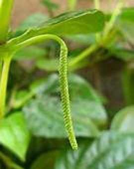 See diagram: Allspice