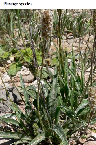 See diagram: Plantago species