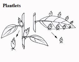 See diagram: Plantlets