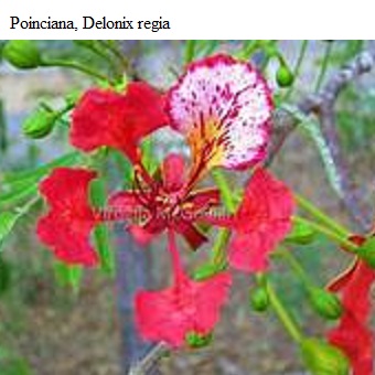 See diagram Poinciana: Poinciana flower
