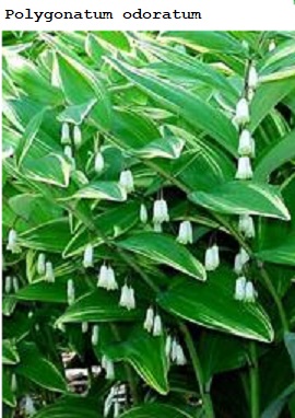See diagram: (Polygonatum odoratum)