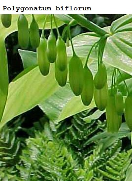 See diagram: (Polygonatum biflorum)