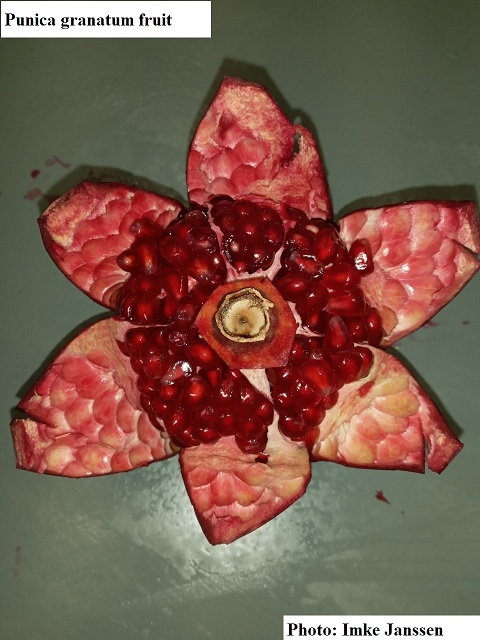 See diagram: (Punica granatum) fruit