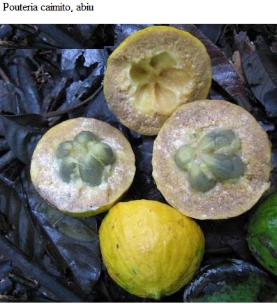 See diagram: Pouteria caimito, abiu