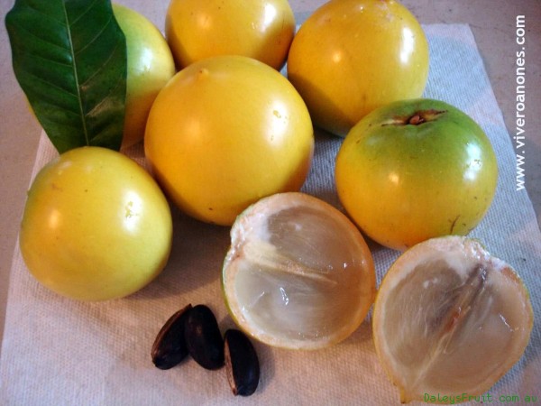 See diagram: Pouteria