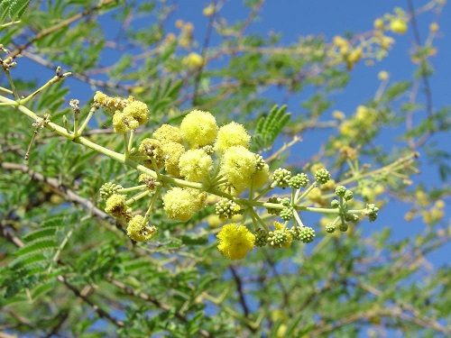 See diagram: Prickly acacia flowers