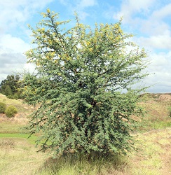 See diagram: Prickly acacia plant