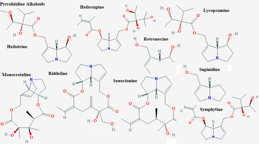See diagram Pyrroliz2: Retronecine