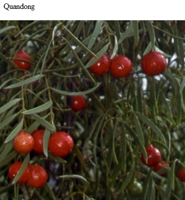 See diagram: Quandong