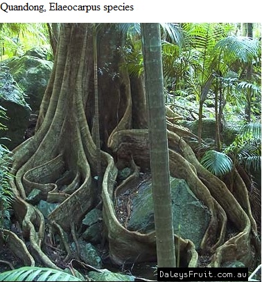 See diagram: Elaeocarpus species