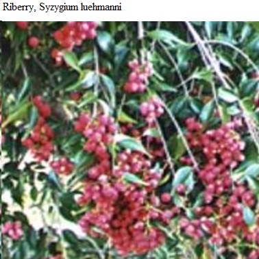 See diagram: Riberry.