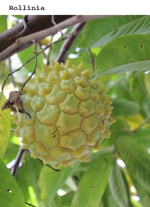 See diagram: (Annona mucosa), Daleys Fruit Trees