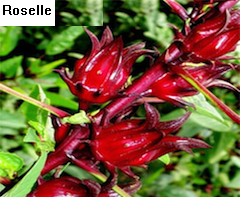 See diagram: Roselle