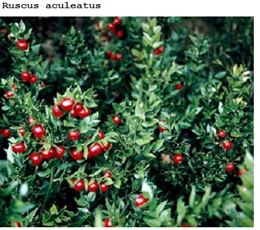 See diagram: (Ruscus aculeatus